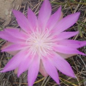 Meet your Posher, Maureen